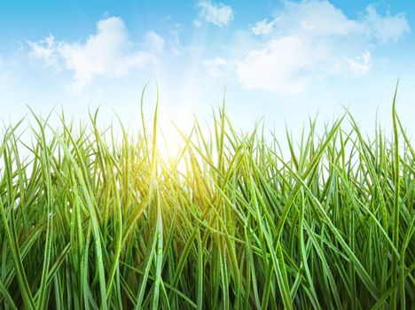 Tall wet grass against a blue sky
