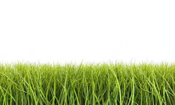 Tall grass against a white background
