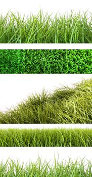 Assortment of different grass on white background