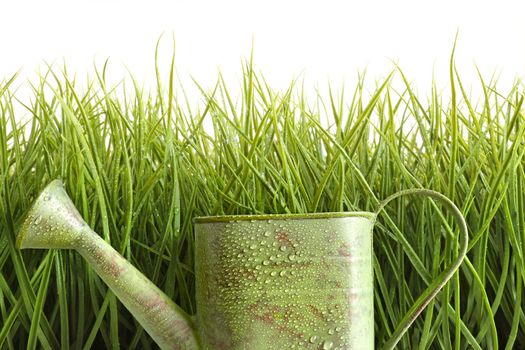 Small watering can with tall grass against white background