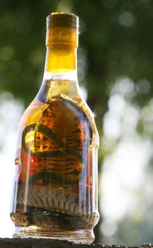 Snake Wine from Vietnam