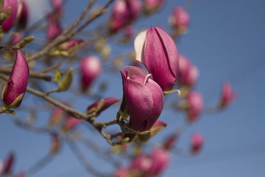 Magnolia (magnolia soulangeana) in a spring sky, suitable for use as a background