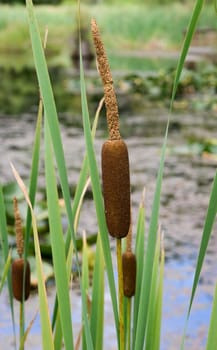 Early spring cattails with a pond in the background
