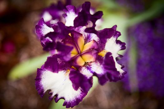 A purple, white and yellow daffodil
