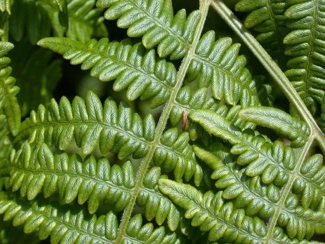 A macro shot of fern shows all the interesting leaf patterns
