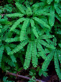 An interesting shot of beautiful green ferns
