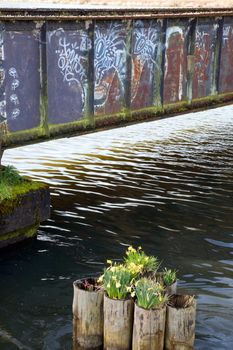 Flowers growing from cut off pilings in front of a rusty, graffiti covered railroad trestle.
