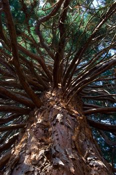 A vertical shot of an interesting old tree, it's branches radiating out of the frame
