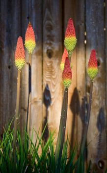 A plant commonly known a red hot pokers is bathed in the early morning reflection of the sun off a window
