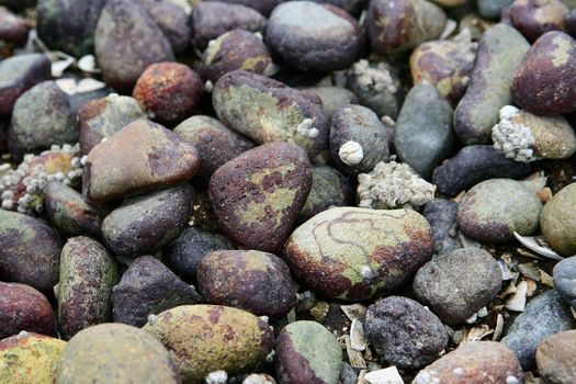 Rocks and debris from the sea make and interesting background pattern
