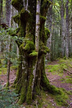 Old green tree with moss. France, dark forest.