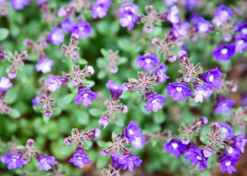 A shot of tiny very delicate purple flowers would make an interesting background
