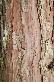 A shot of tree bark with a very interesting texture
