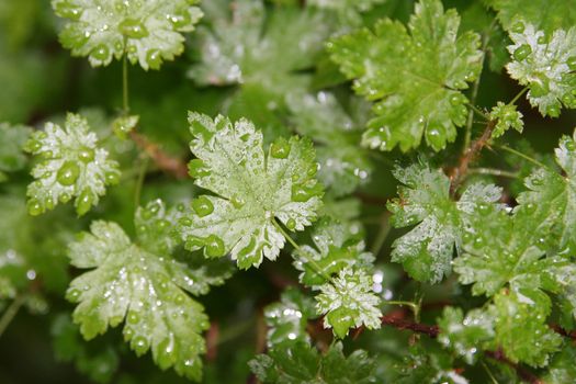 Water drops on leaves after an early summer shower
