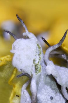 Microscopy micrograph of fungi. Bracket fungi and other parasites.  Agarics