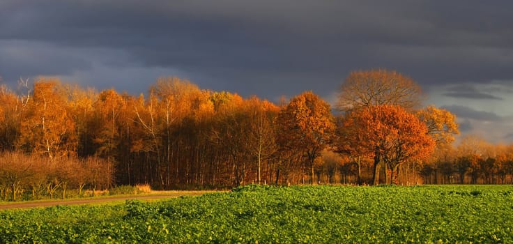 autumn scenery of some nice colored trees with  green farmland field of vegetables on a dark cloudy day
