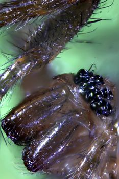 Micrograph of insects, beetles and spiders. Spiders and beetle both have exosceletons. Microscopic photography at 100X