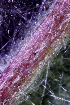 Back of diseased leaf and msome pest tracks causing disease. Micrograph of leaf at 100X. Microscopic vegetation taken during the month of April 2010