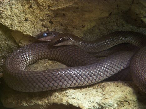 image of a couple of snakes