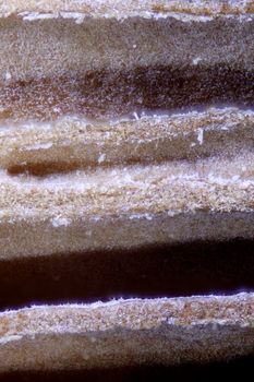 Microscopy micrograph of fungi. Bracket fungi and other parasites.  Agarics