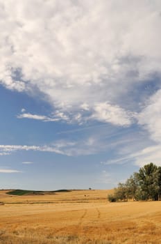 Fields after harvest