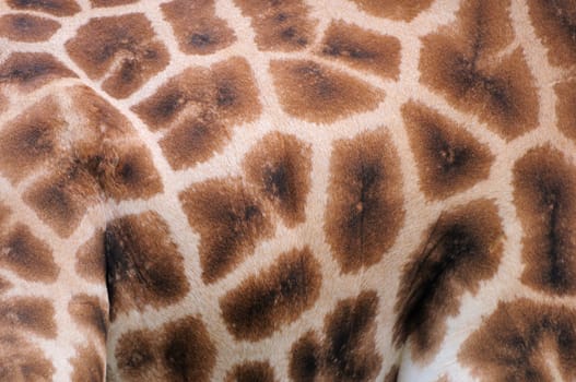 Giraffe skin