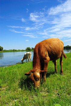 calf pasturing near the lake