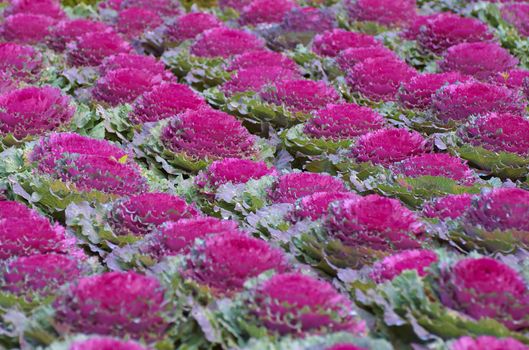 A lot of violet cabbages