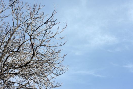 Bare tree and sky