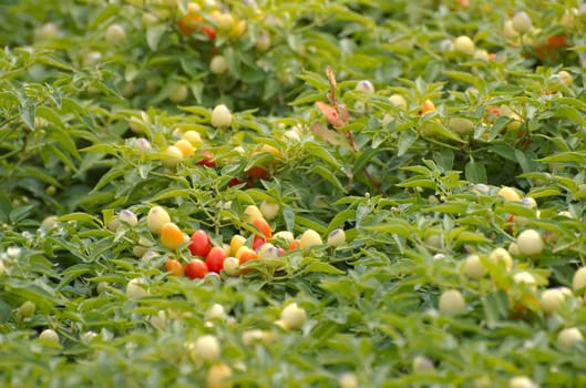 Small tomatoes