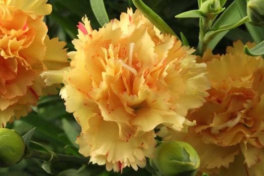 Beautiful carnation flower