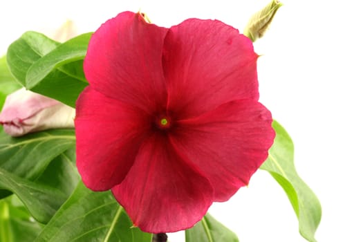Laurel Flower