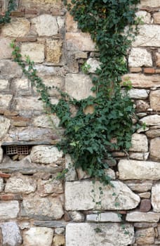 Plant over stone wall in Athens, Greece