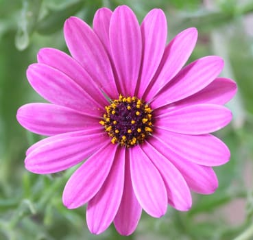 Purple Daisy Flower