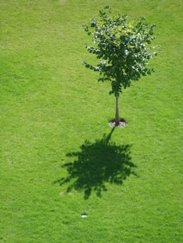 Tree in a park in Warsaw          