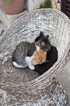 Three cats are resting in cold