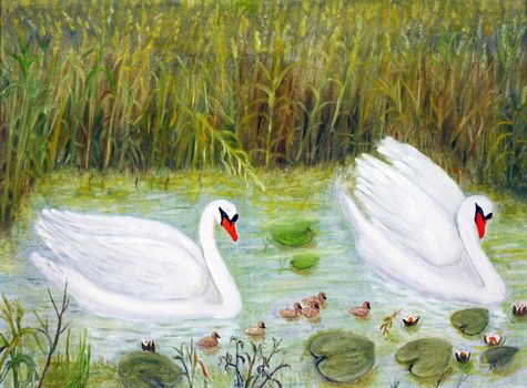 Two swans with their little ones in a lake