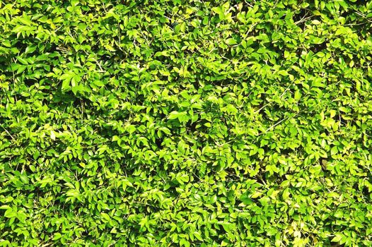 Abstract texture fresh green foliage. Good natural background