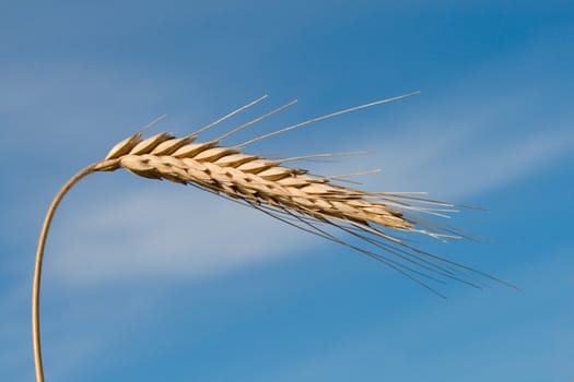 close-up single wheat spikelet on blue sky background