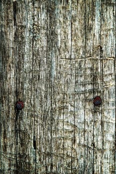 Abstract texture an old dry cracked wood. Good natural background