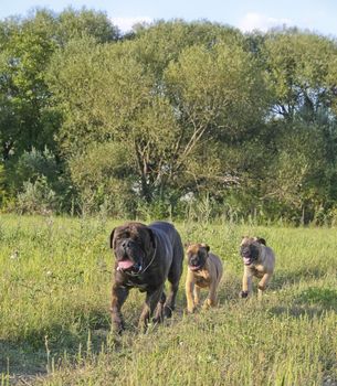 Walking bullmastiff puppies and their mate.