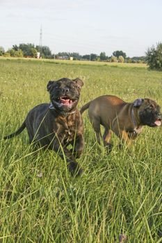 Two running bullmastiff puppy.