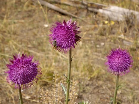 Three purple wildflowers with bee