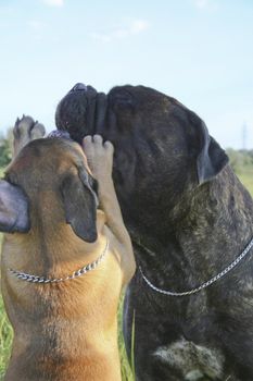 A bullmastiff puppy with his friend.