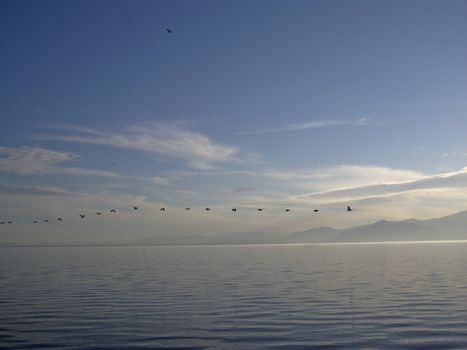 Pelicans fly over misty Salton Sea California