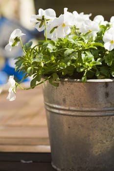 white violets in a pot, outside in the sun