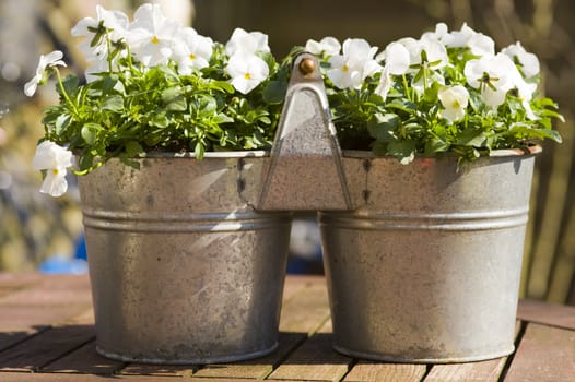 white violets in a pot, outside in the sun