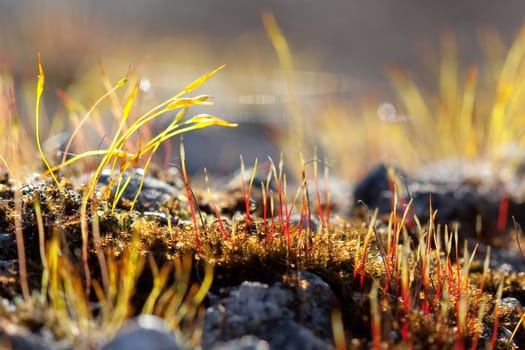 Beautiful and colorful moss sprout early spring