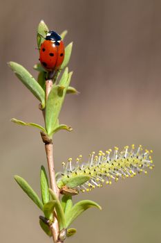 Red ladybug on bud pussy-willow in early spring
