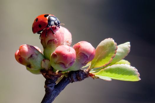 Ladybird early morning on a spring blossom